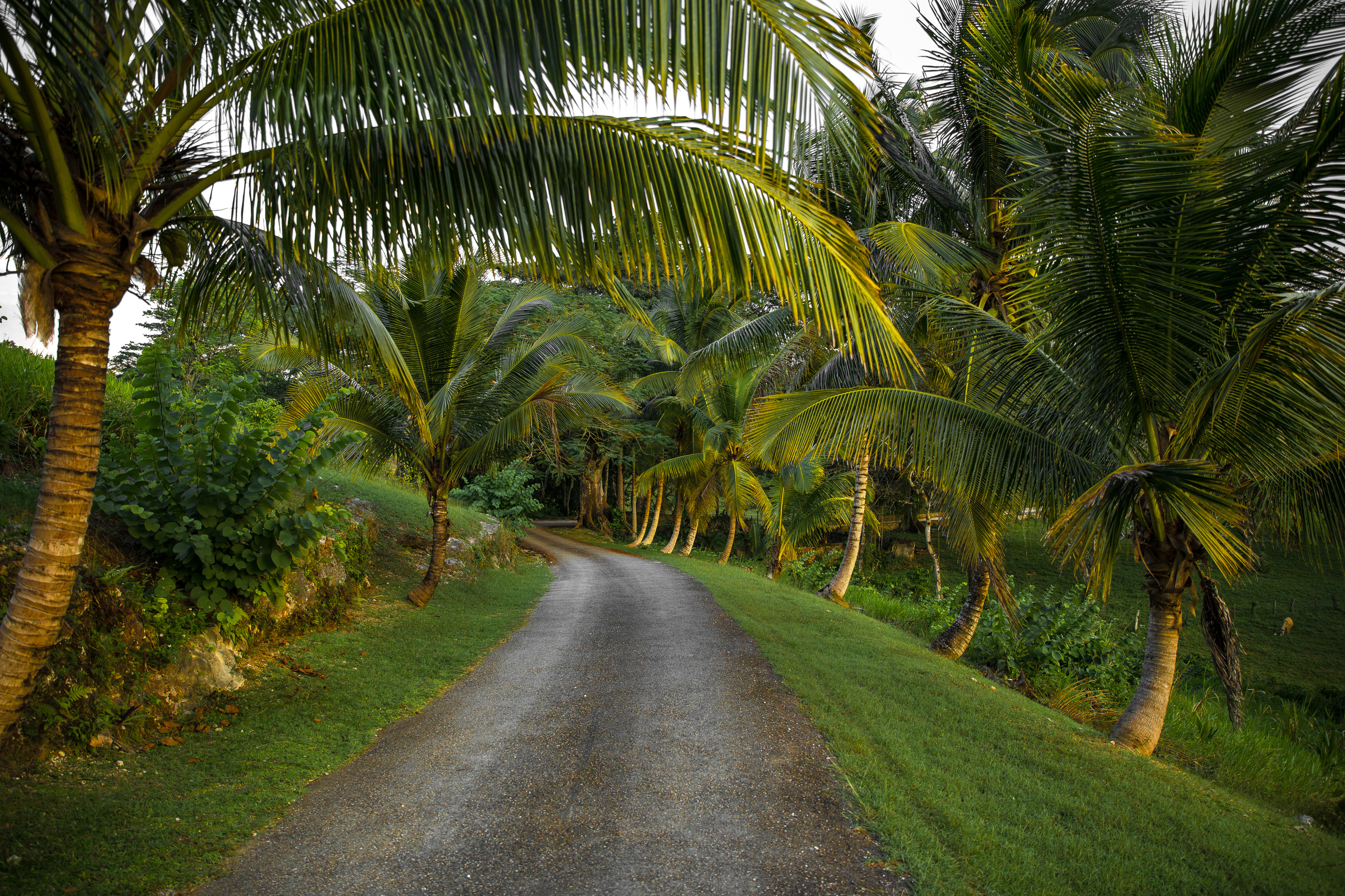 Unpaved Road Surrounded by Coconut Trees